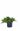 Можжевельник китайский Экспанса Вариегата (Expansa variegata)
