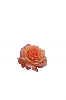 Роза кустовая Бельведер